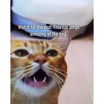 Funniest_Animals_cat song&, more_Videos_Will_Make_You_Laugh_#29_-_Funny_Animal_Videos2023