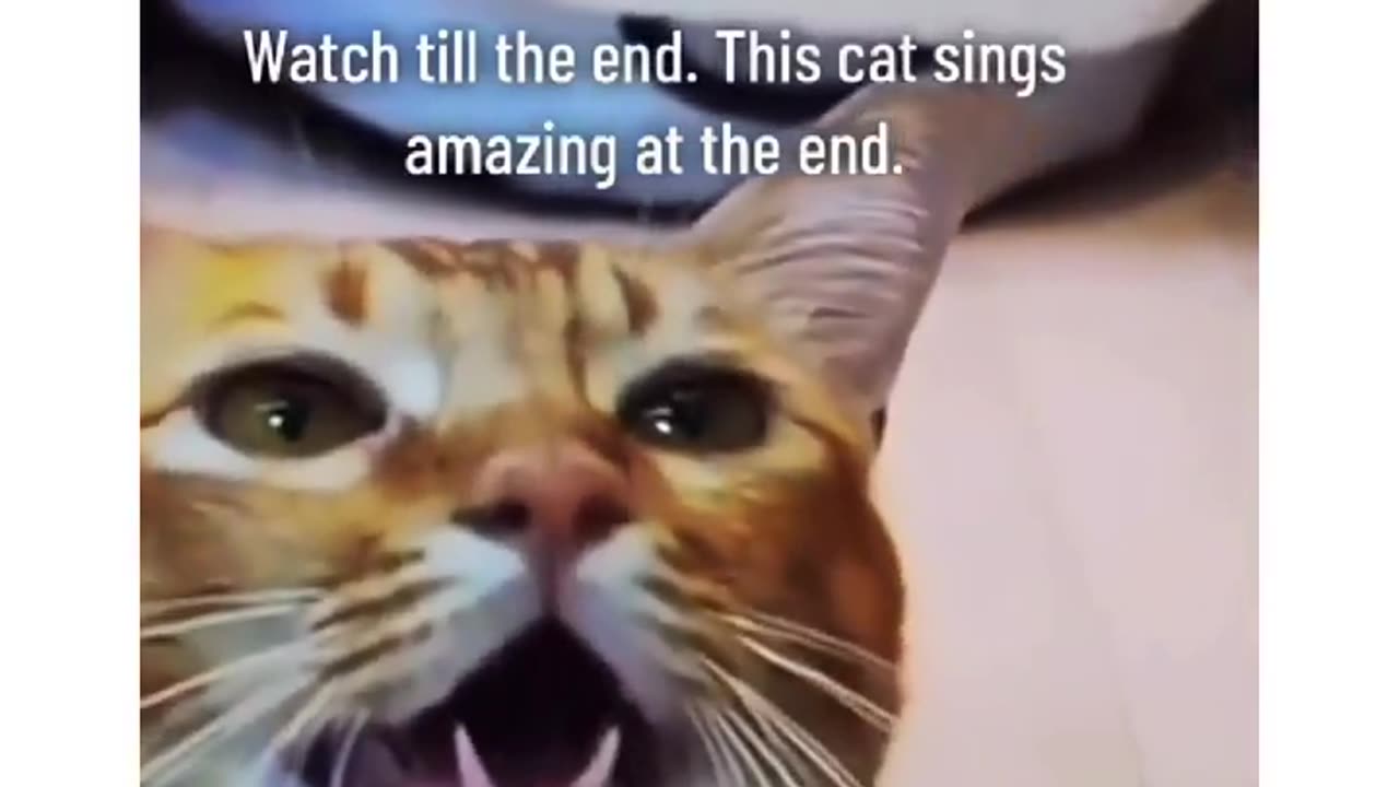 Funniest_Animals_cat song&, more_Videos_Will_Make_You_Laugh_#29_-_Funny_Animal_Videos2023