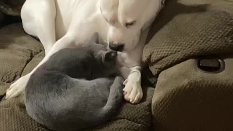 Adopt don’t shop!