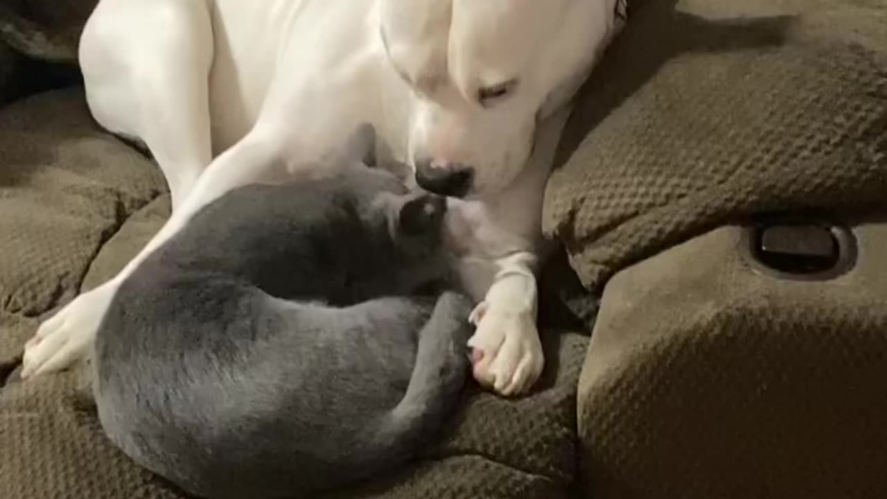 Adopt don’t shop!