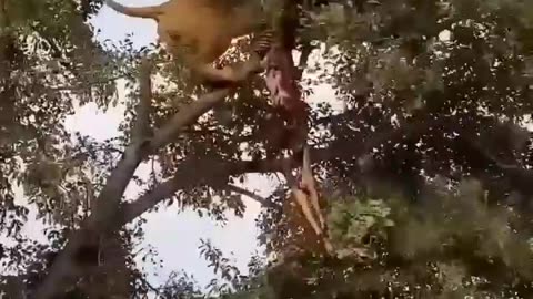 Cat Fight!