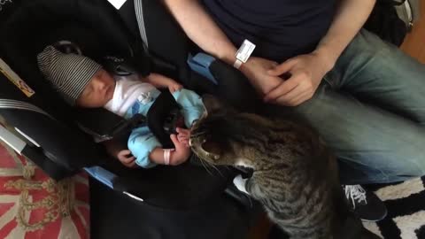Cats Meeting Babies for the FIRST Time .