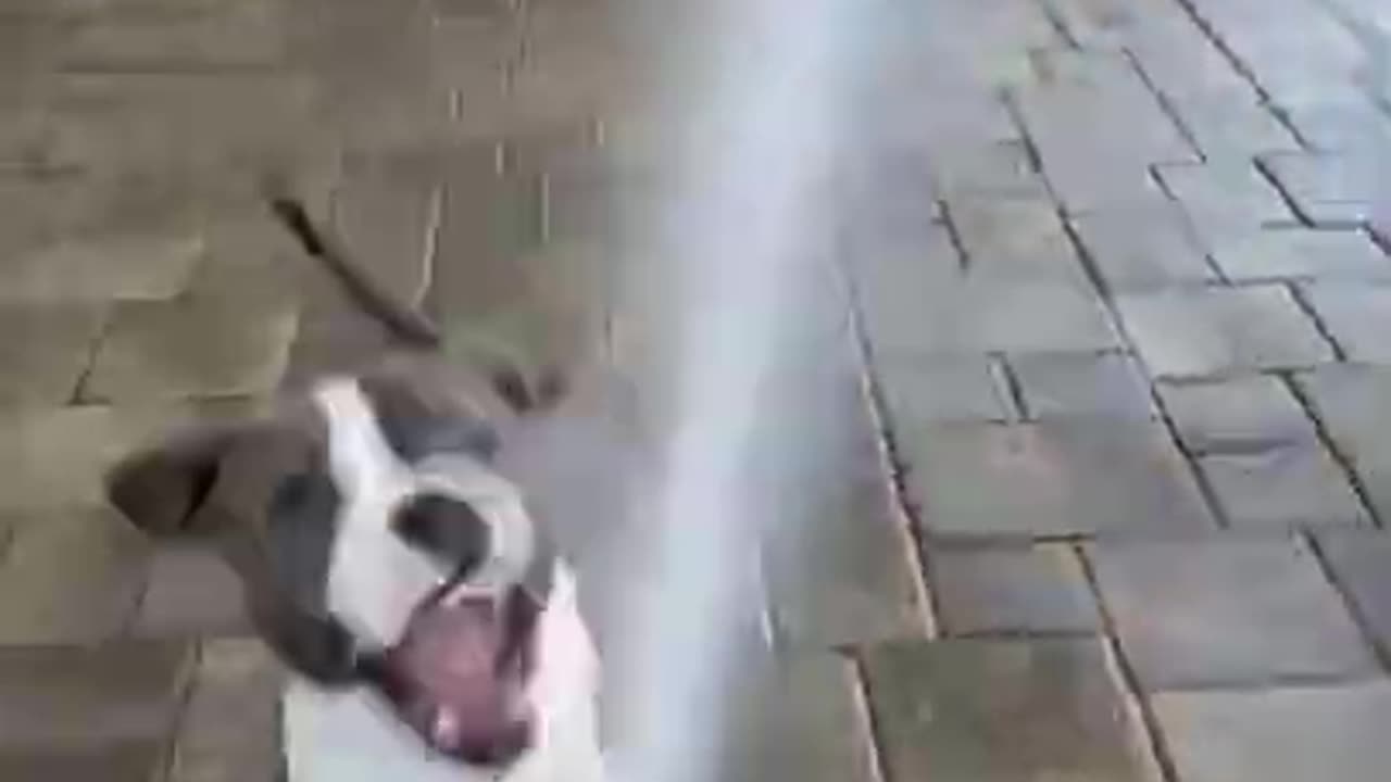 SUPER FUNNY DOG VIDEO FROM TIK TOK 😂😂