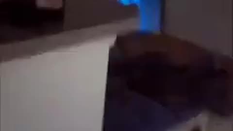 TRY NOT TO LAUGH 😆 Best Funny Videos Compilation 😂😁😆 Memes