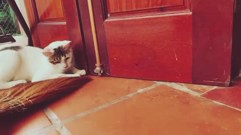 Cute baby cats playing