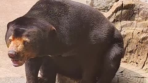 Big, silly elephant