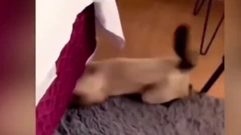 Funniest Animals 2024 😂 New Funny Cats and Dogs Videos 😻🐶