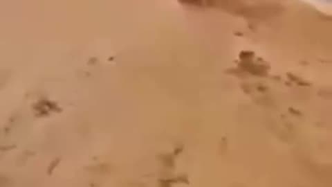 Zboże techniczne na ukrainie