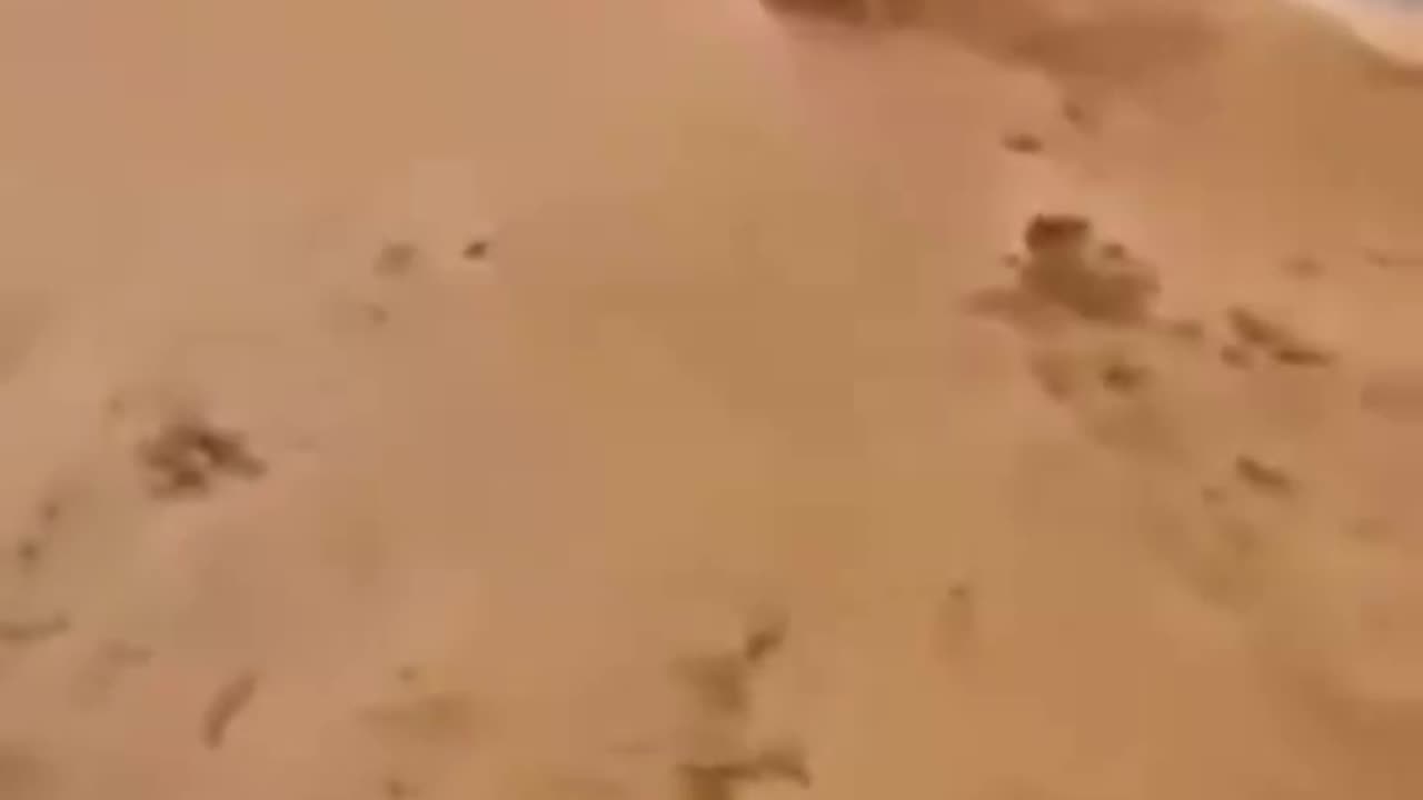 Zboże techniczne na ukrainie