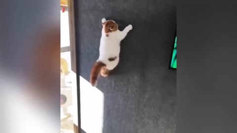 Funny cats video #shortsvideos #funny #comedy
