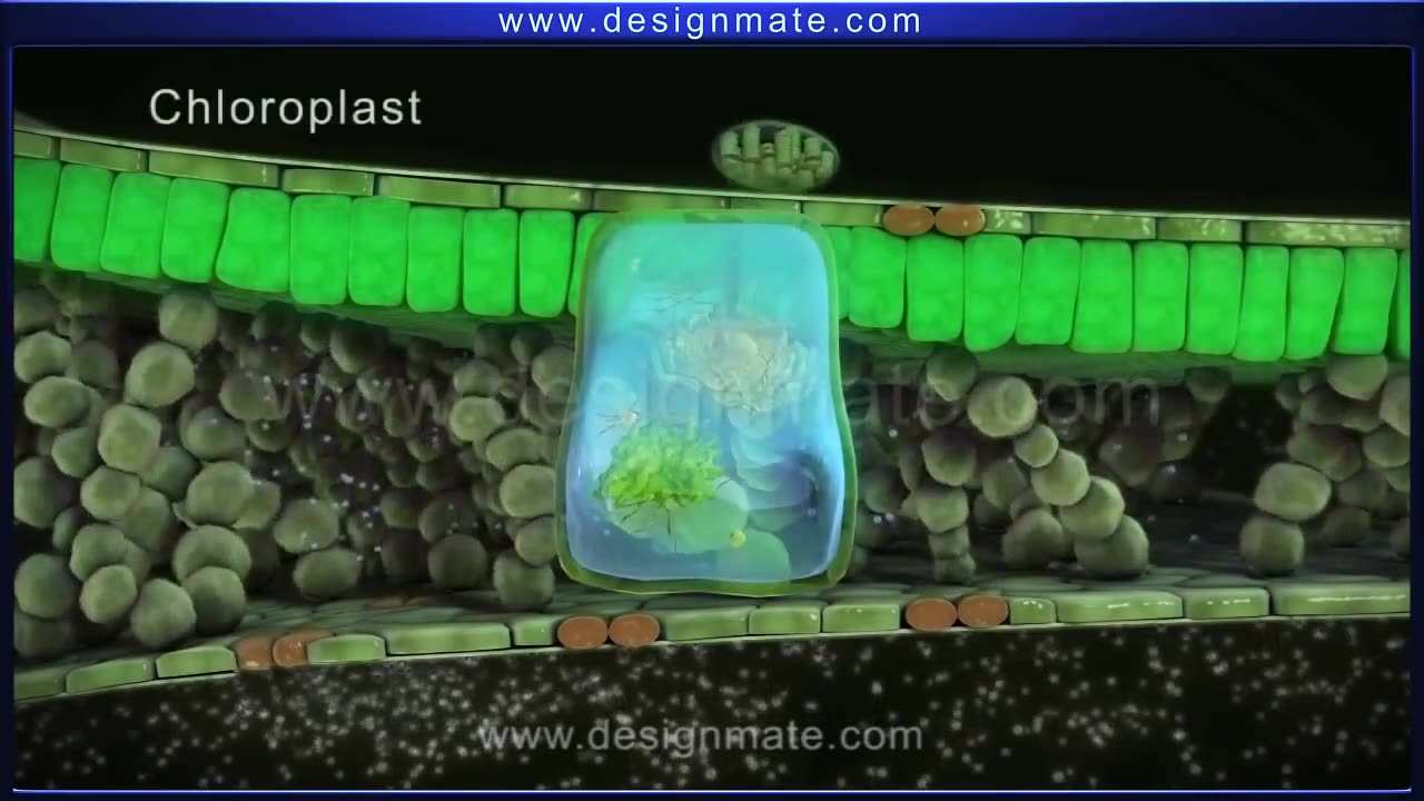 How photosynthesis takes place in plants & Process Of Photosynthesis (animated)