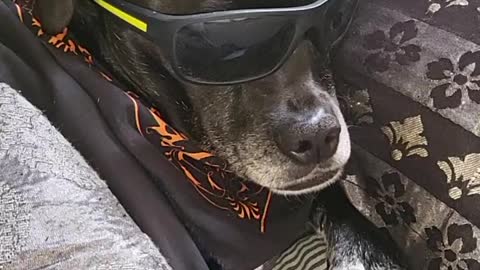 Funny dog chilling in the bed- Shadow
