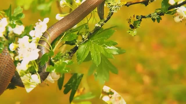 salamander snakes