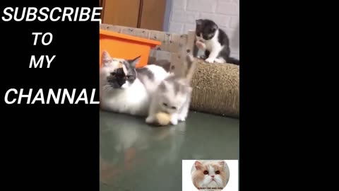 Funny cat and dog home #216 Funny Cat Reactions Funny Cats funny cat videos