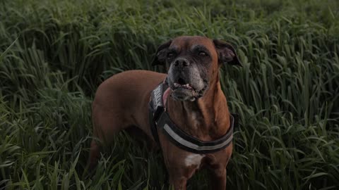 ELEGANT DOG