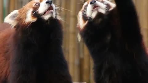 red pandas