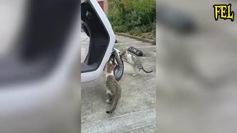 Funny animals videos 😂 Try not to laugh