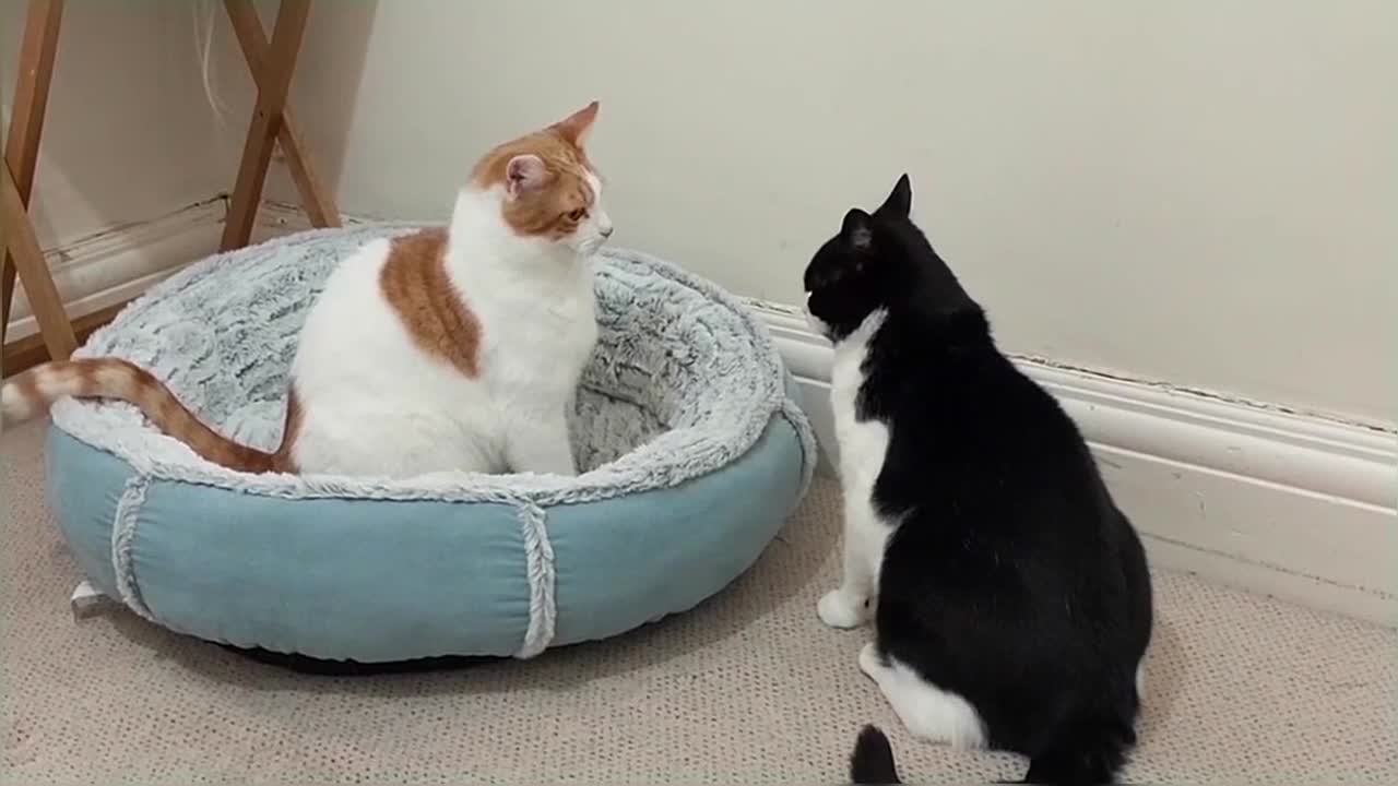 Cats Fighting
