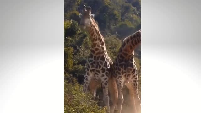 Funny Animals Video| Best Animal Fight