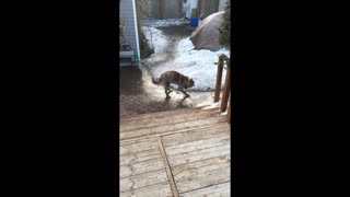 Trixie has fun in the ice