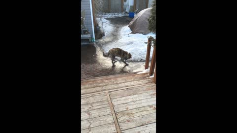 Trixie has fun in the ice