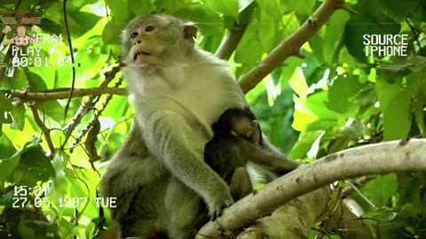 4K Quality Animal Footage - Monkeys Beautiful Scenes Episode 4 | Viral Monkey