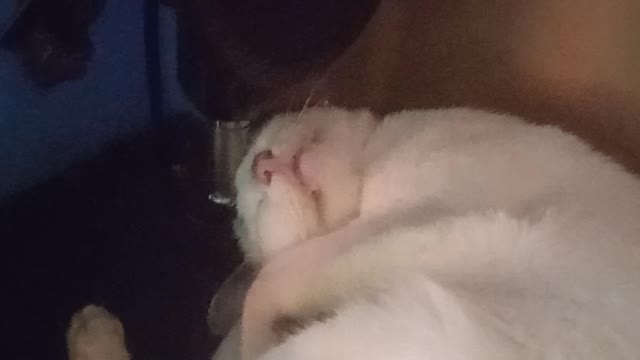 funny cat
