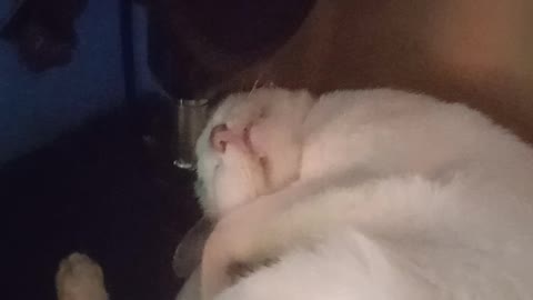 funny cat