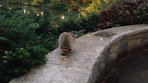 Friendly raccoon at Central Park NYC