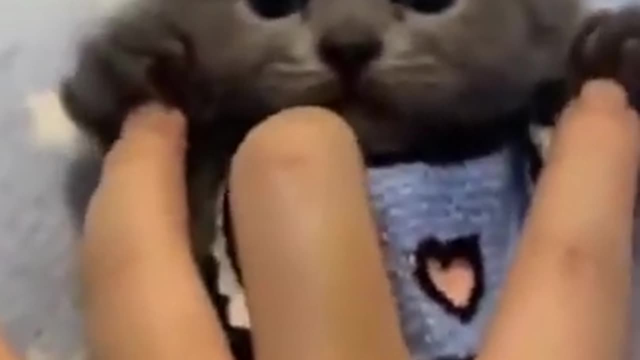 Funny Animal's Video | Animal's Videos Dog & Cats for Kids 2023 | Funny Animal's Life | English