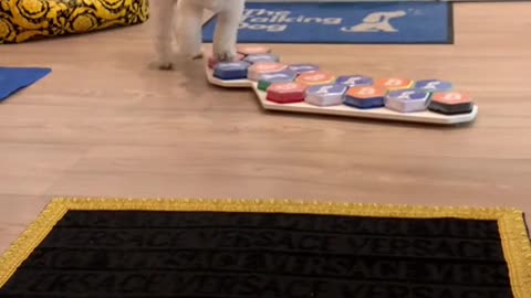 Funny dogs vedeo