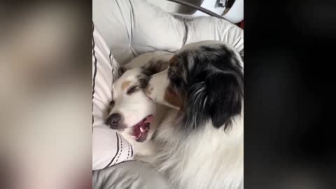 Australian Shepherd Dog
