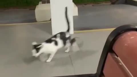 Funny cats part 15,funny animals,funny video
