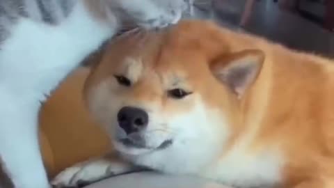 Unlikely Friendship_ Astonishing Cat and Dog Duo_ Short _shorts _funnymemes _syl_vester