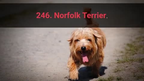 All 358 Dog Breeds in the world