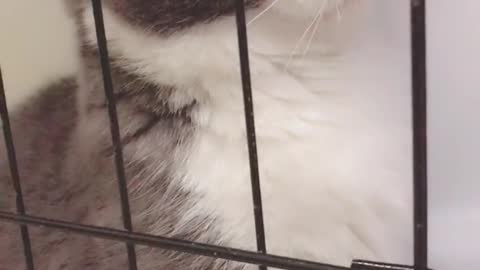 A closed cat never knows how happy a cat is outside