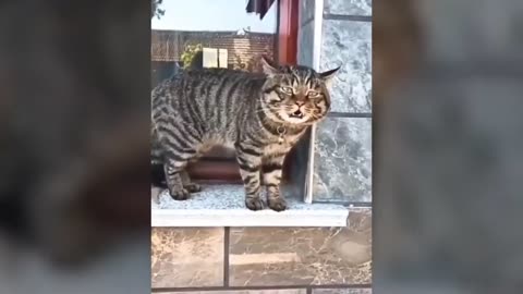 Taking cat