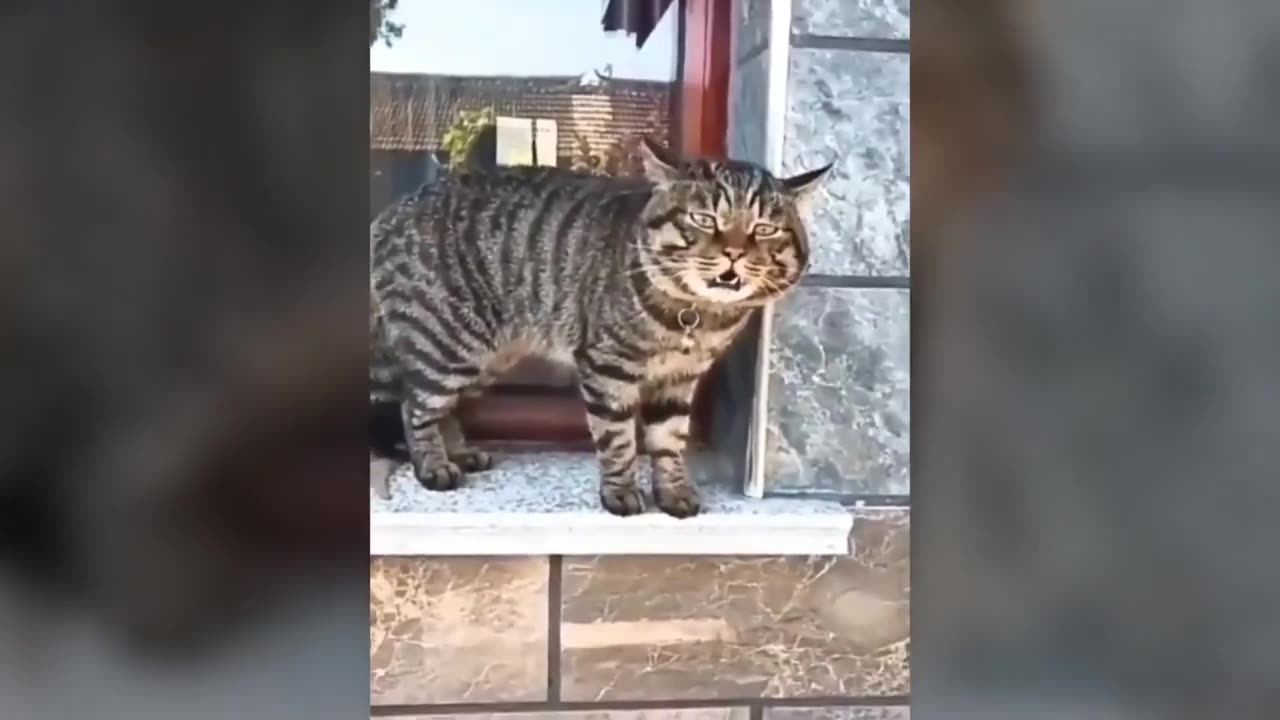 Taking cat