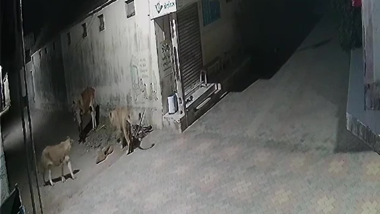 Group of Lions attack cow at a town near village