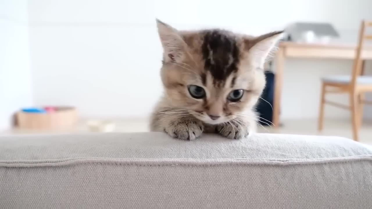 The kitten who is interested and appealing is too cute