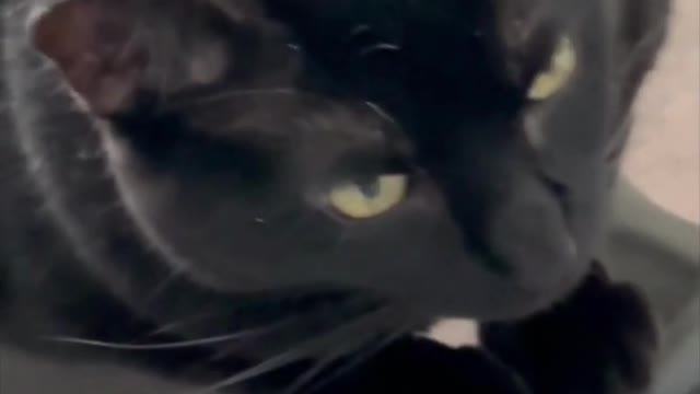 Adopting a Cat from a Shelter Vlog - Cute Precious Piper Has Dainty Little Paws #shorts