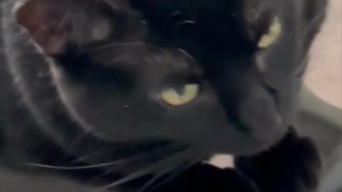 Adopting a Cat from a Shelter Vlog - Cute Precious Piper Has Dainty Little Paws #shorts