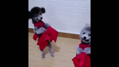 funny animals