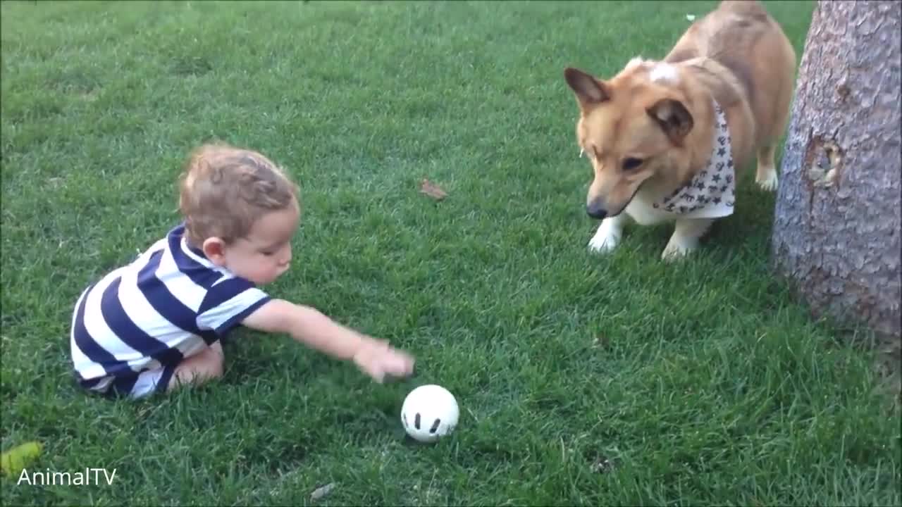 Corgi's are the best