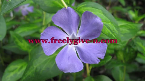I Feel So Free ( Original Christian Song: Robin Calamaio)