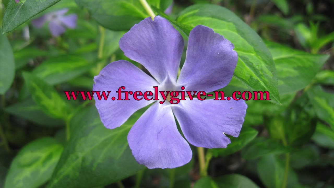 I Feel So Free ( Original Christian Song: Robin Calamaio)