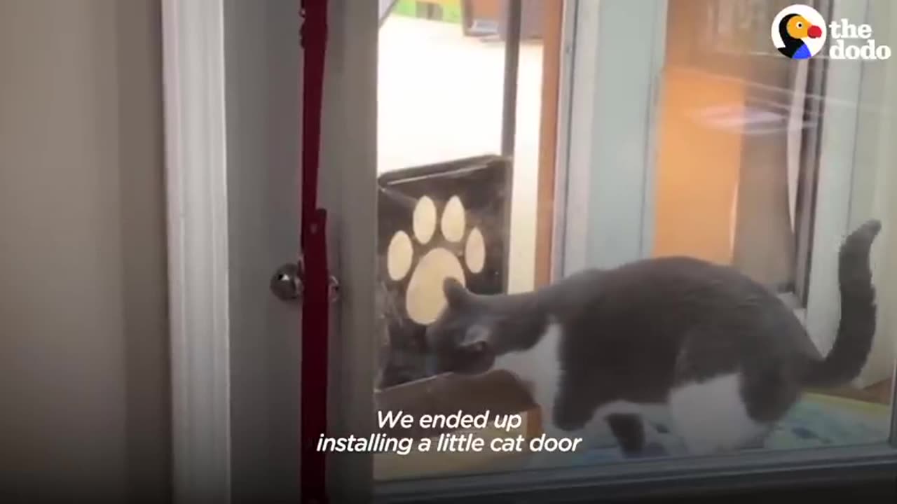 Cat Joins His Best Friend During His Daily Walk | The Dodo