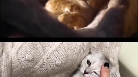 Funny Cat lion king