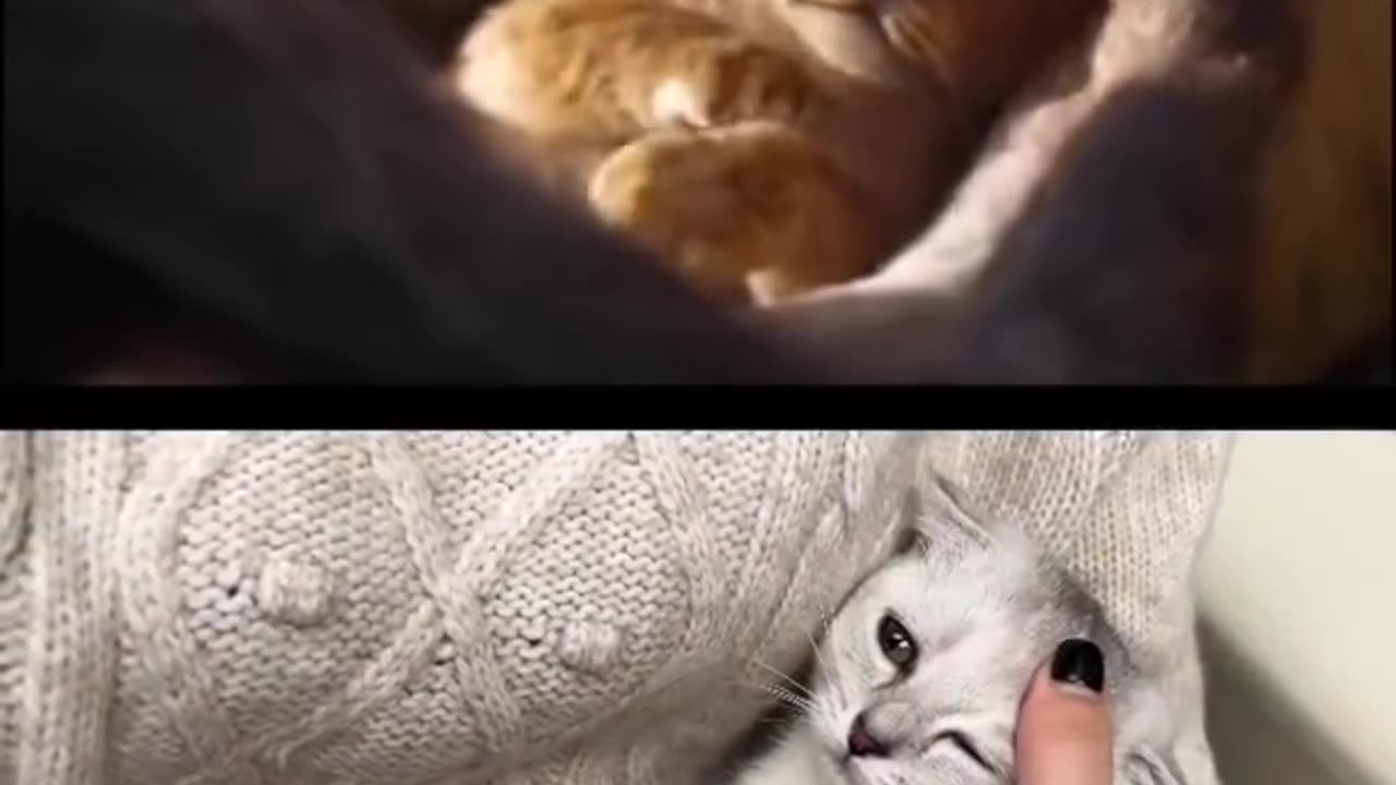 Funny Cat lion king