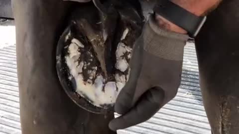 Farrier Satisfying Videos